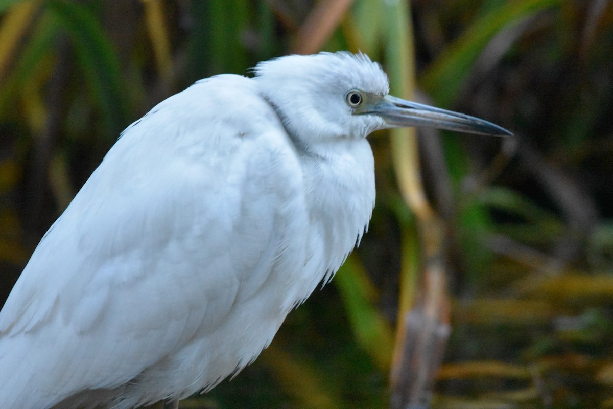 Чепура блакитна - ML646269941