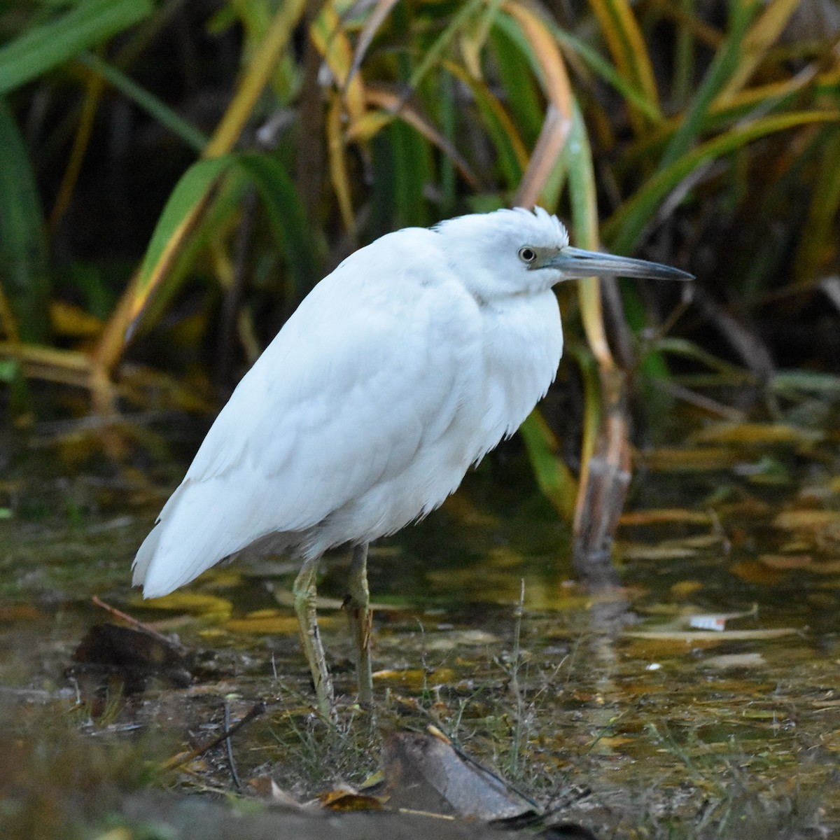 Чепура блакитна - ML646269942