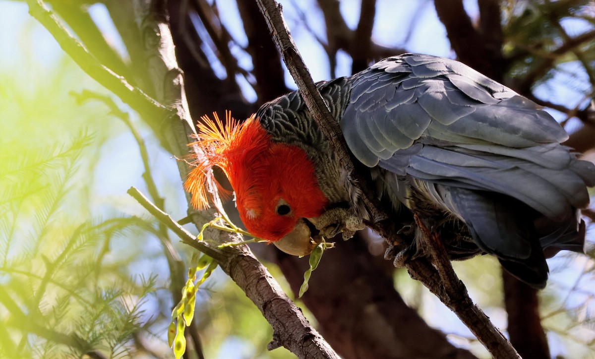 Какаду червоноголовий - ML646269944