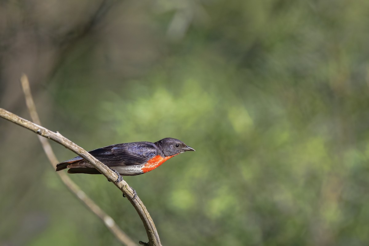 Квіткоїд австралійський - ML646269945