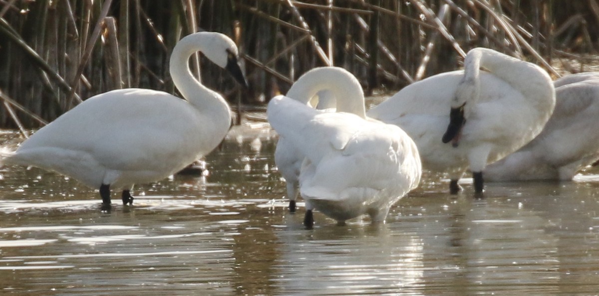 Лебідь чорнодзьобий - ML646269947