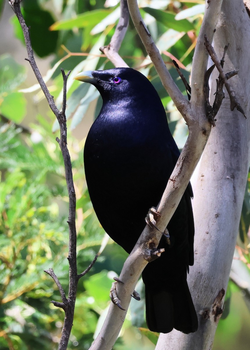 Наметник фіолетовий - ML646269948