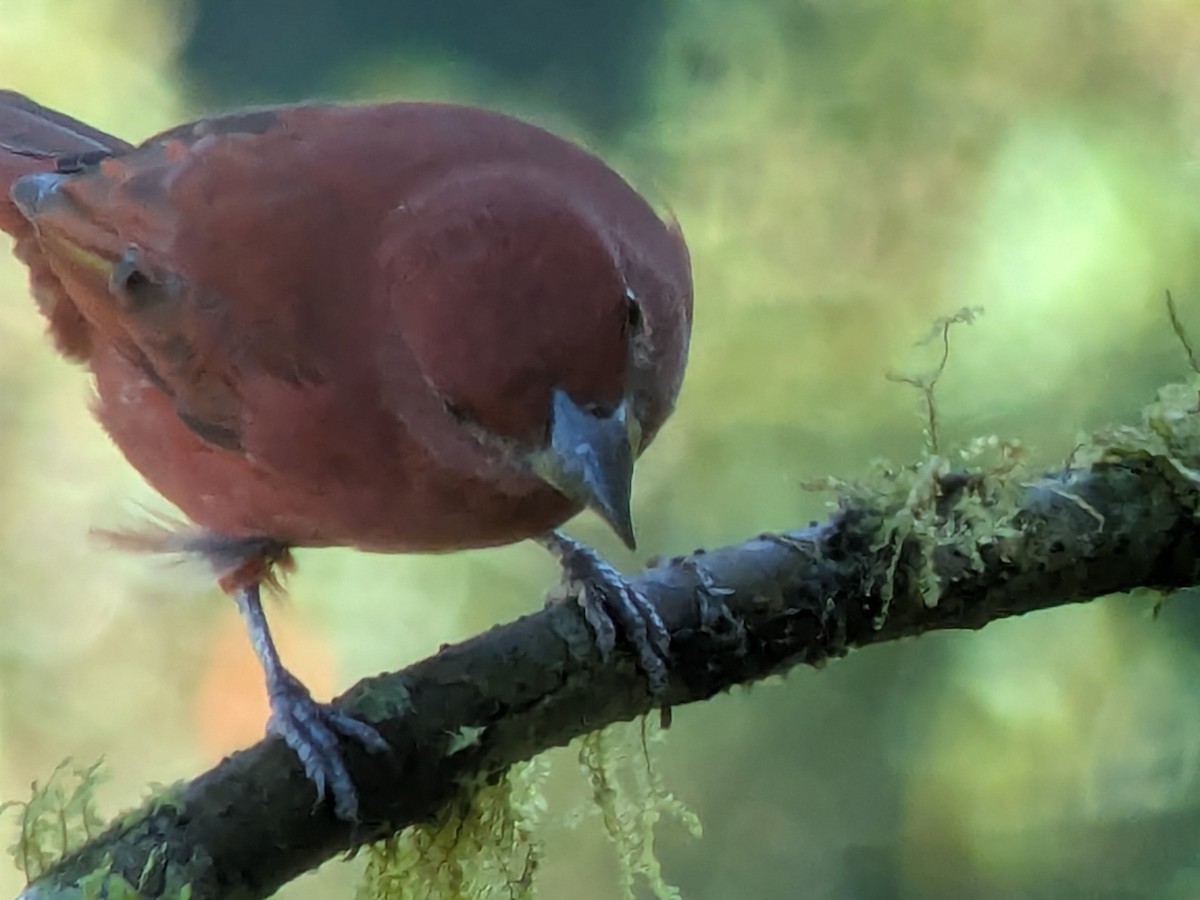 Піранга червона - ML646269949