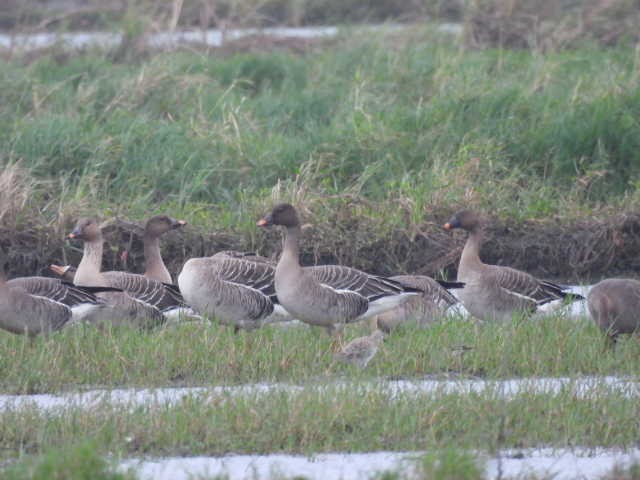 Taiga/Tundra Bean-Goose - ML646269950