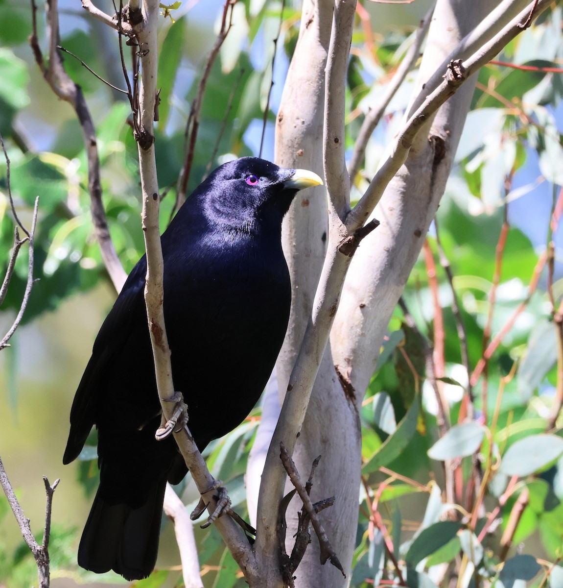 Наметник фіолетовий - ML646269954