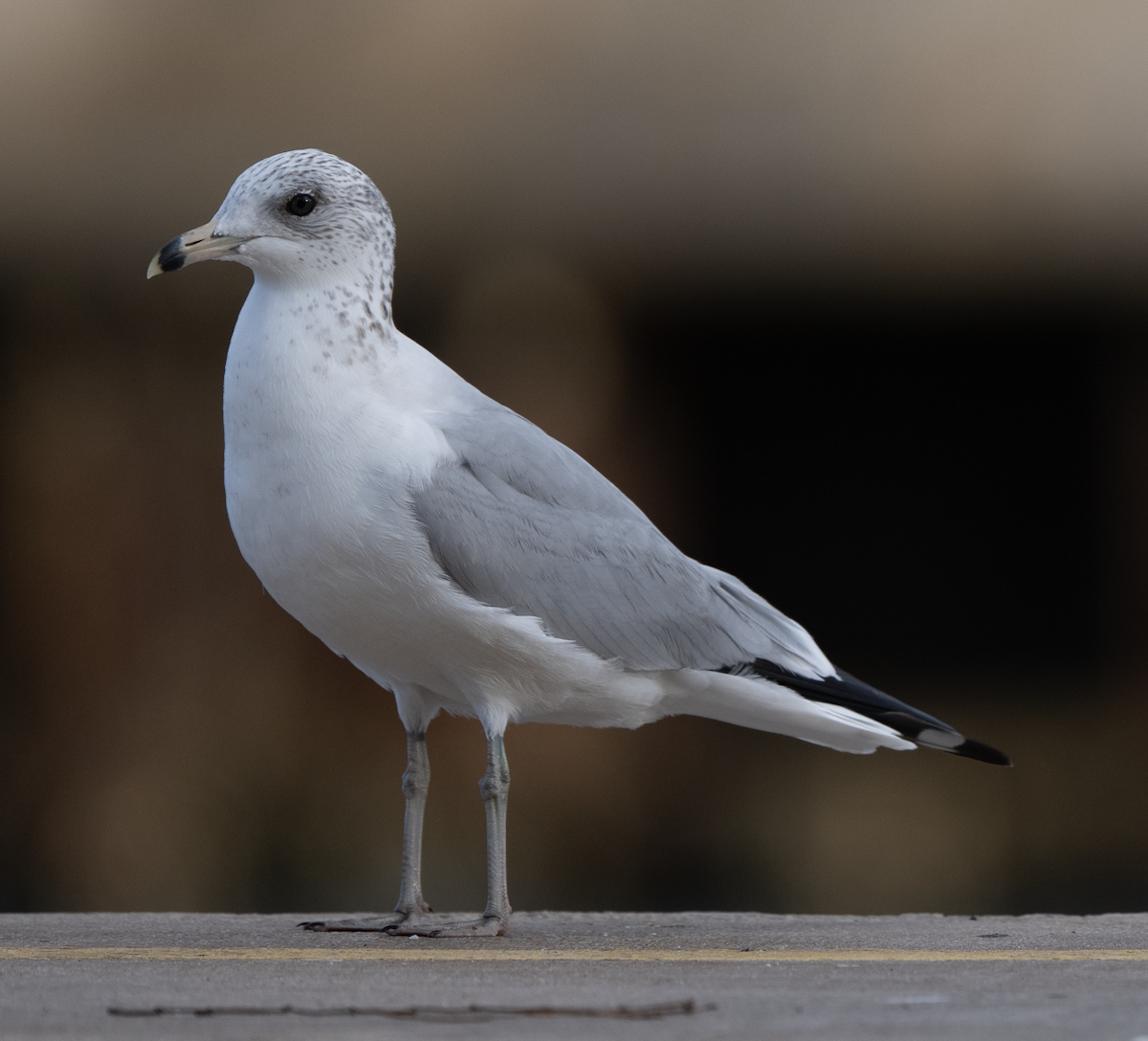 Мартин делаверський - ML646269955