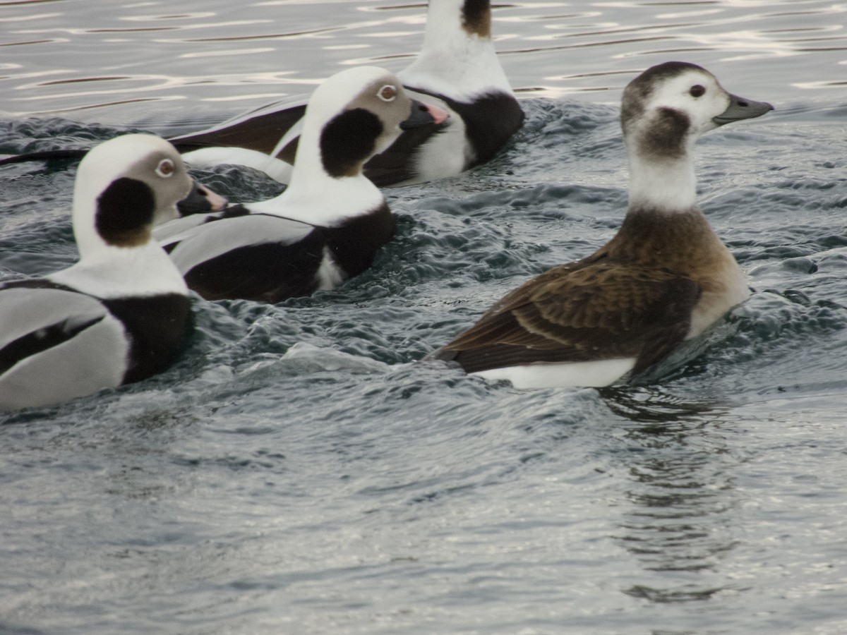 Морянка - ML646269956