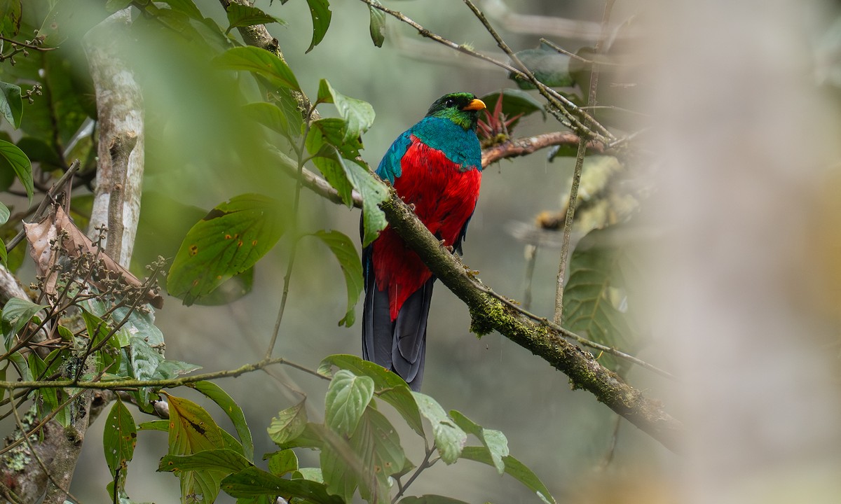 Quetzal doré - ML646269958