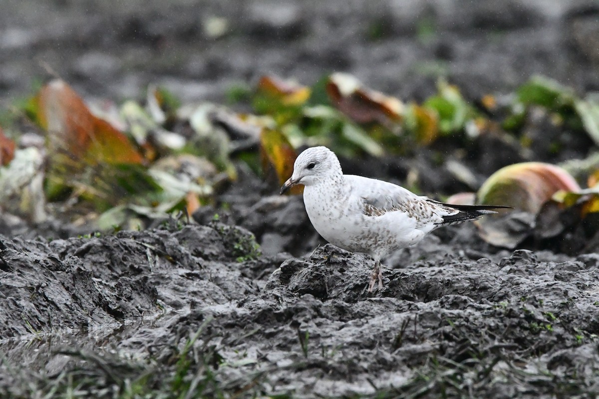 Ring-billed Gull - ML646269961