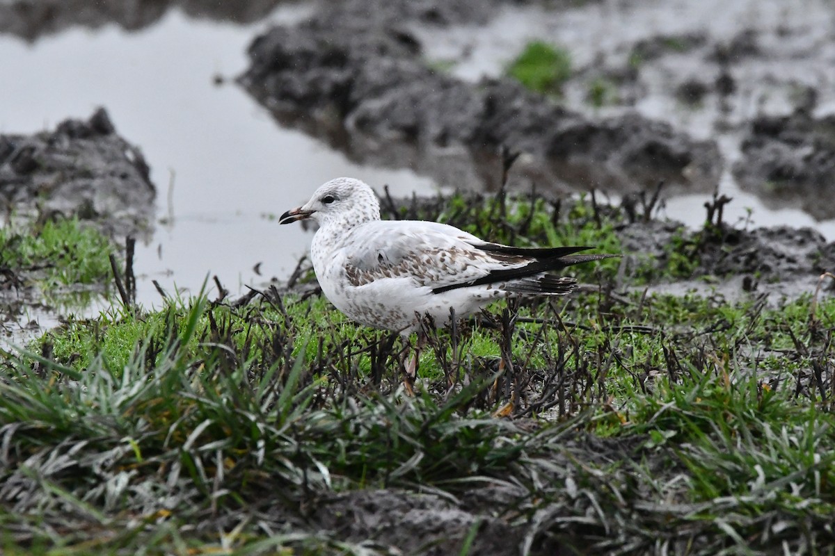 Ring-billed Gull - ML646269962