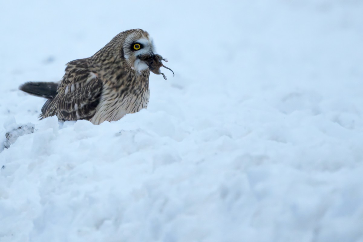 短耳鴞 - ML646269969