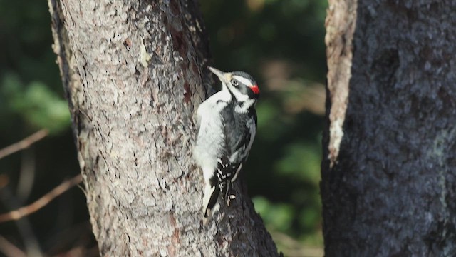 Hairy Woodpecker - ML646269971