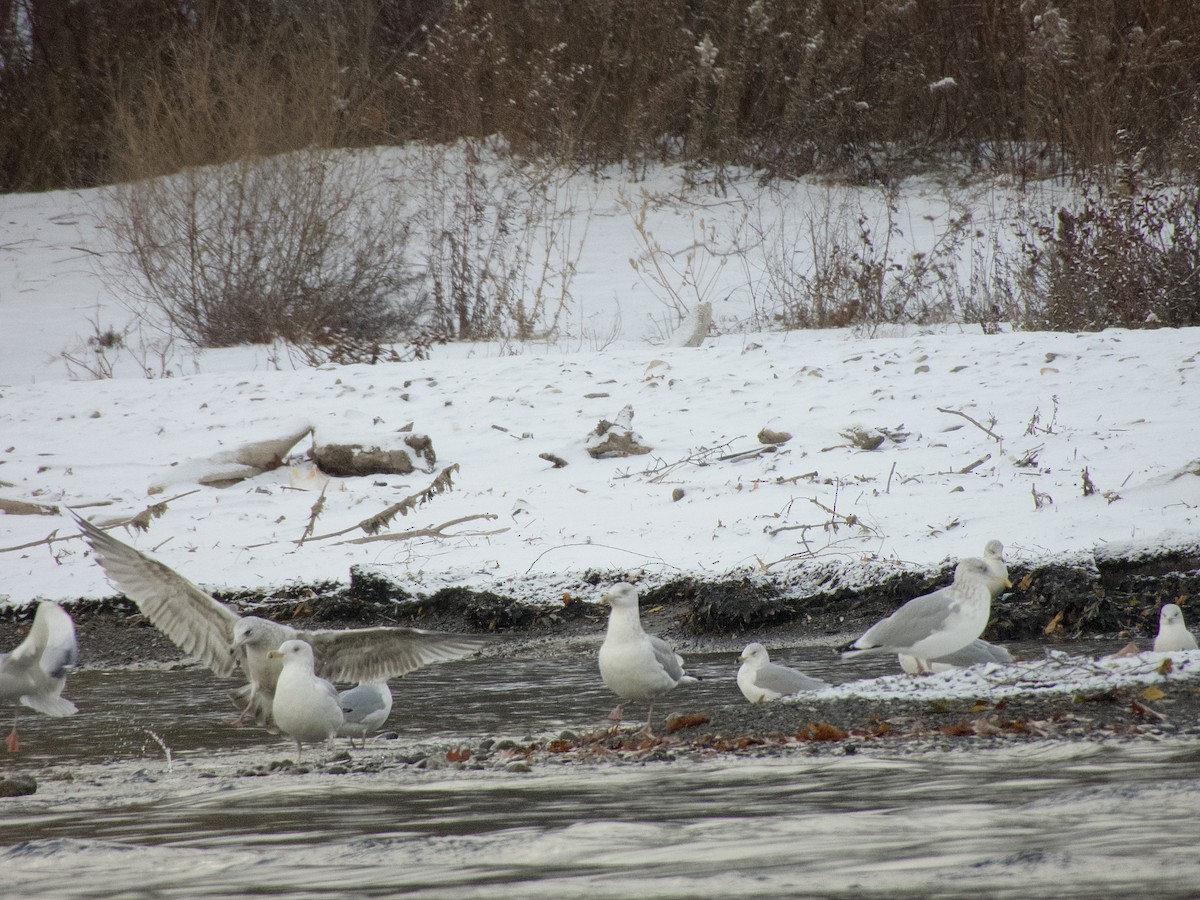 Мартин гренландський - ML646269975