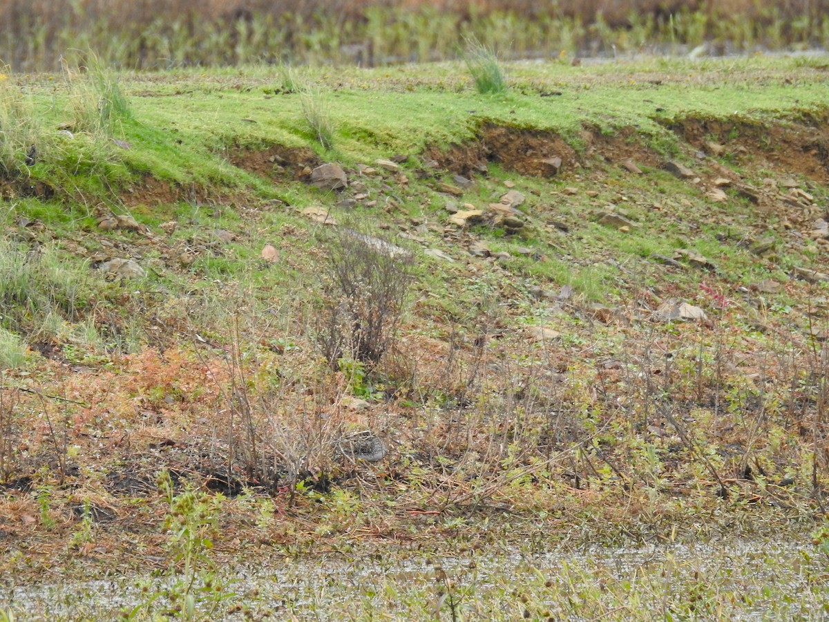 Wilson's Snipe - ML646269978