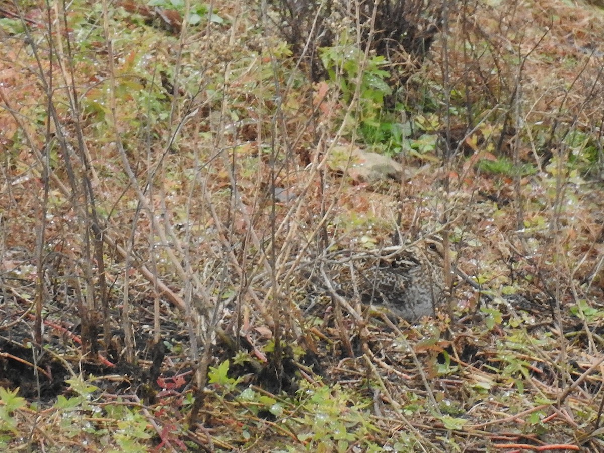 Wilson's Snipe - ML646269980
