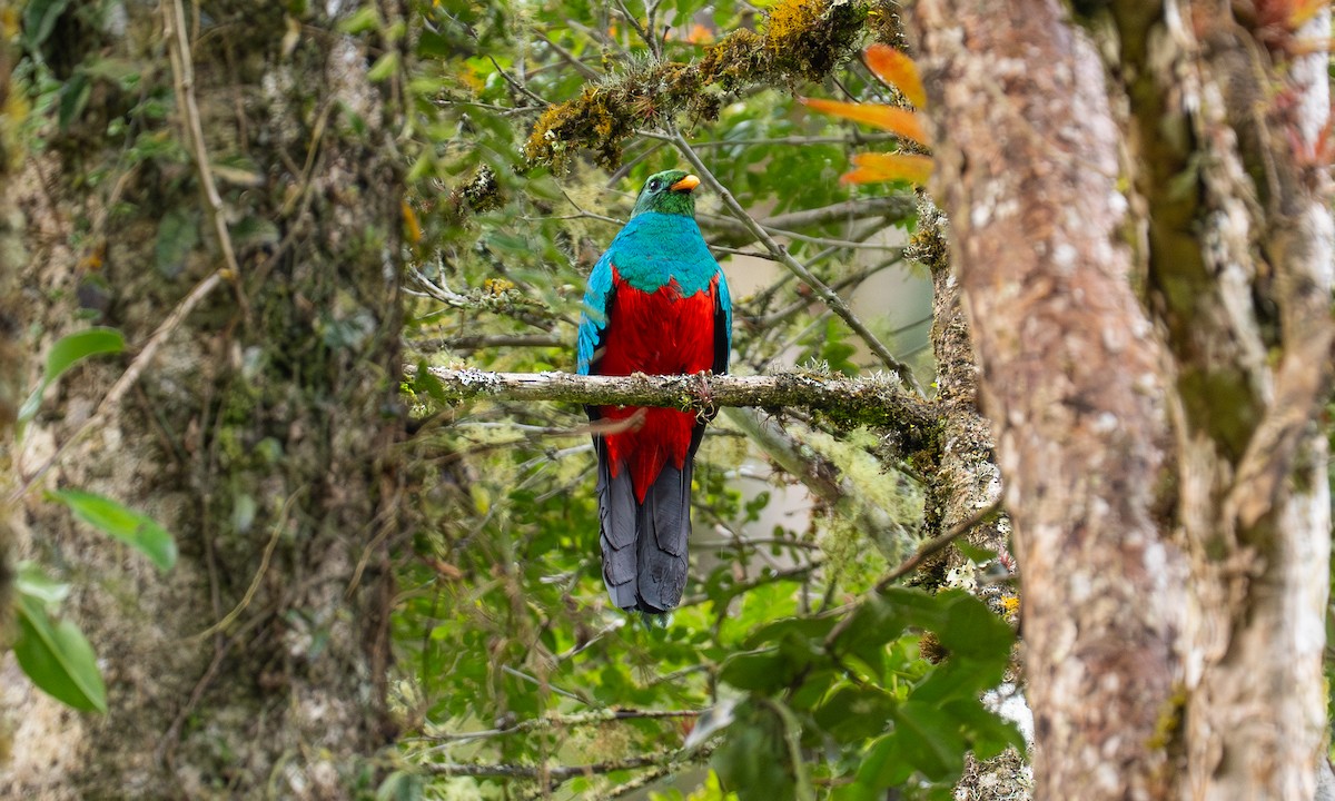 Quetzal doré - ML646269981