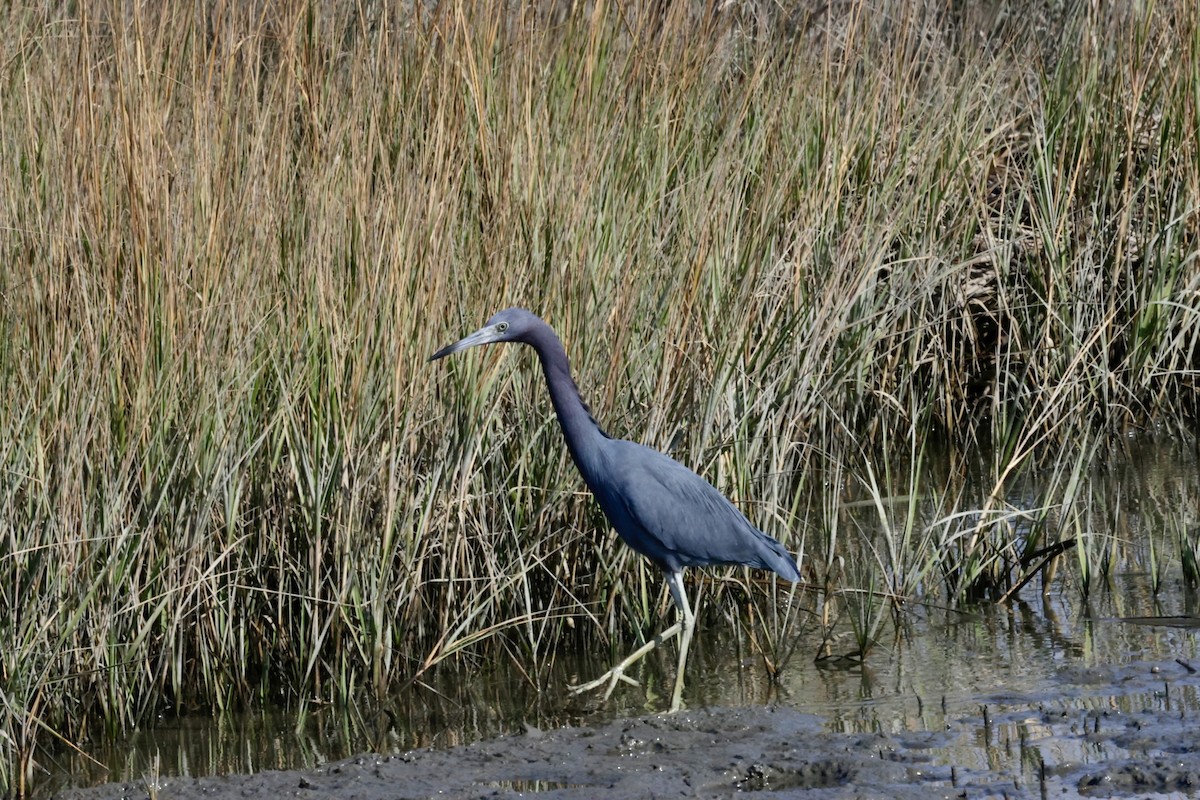 Little Blue Heron - ML646269982