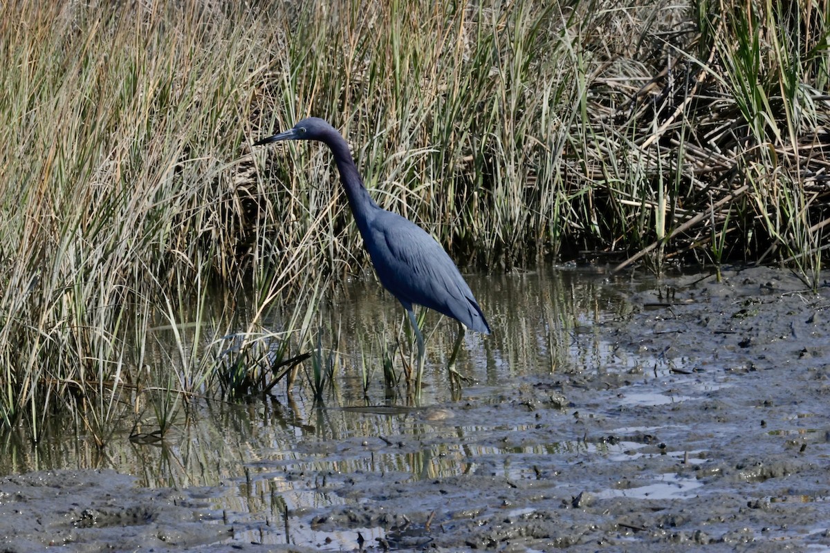 Little Blue Heron - ML646269983