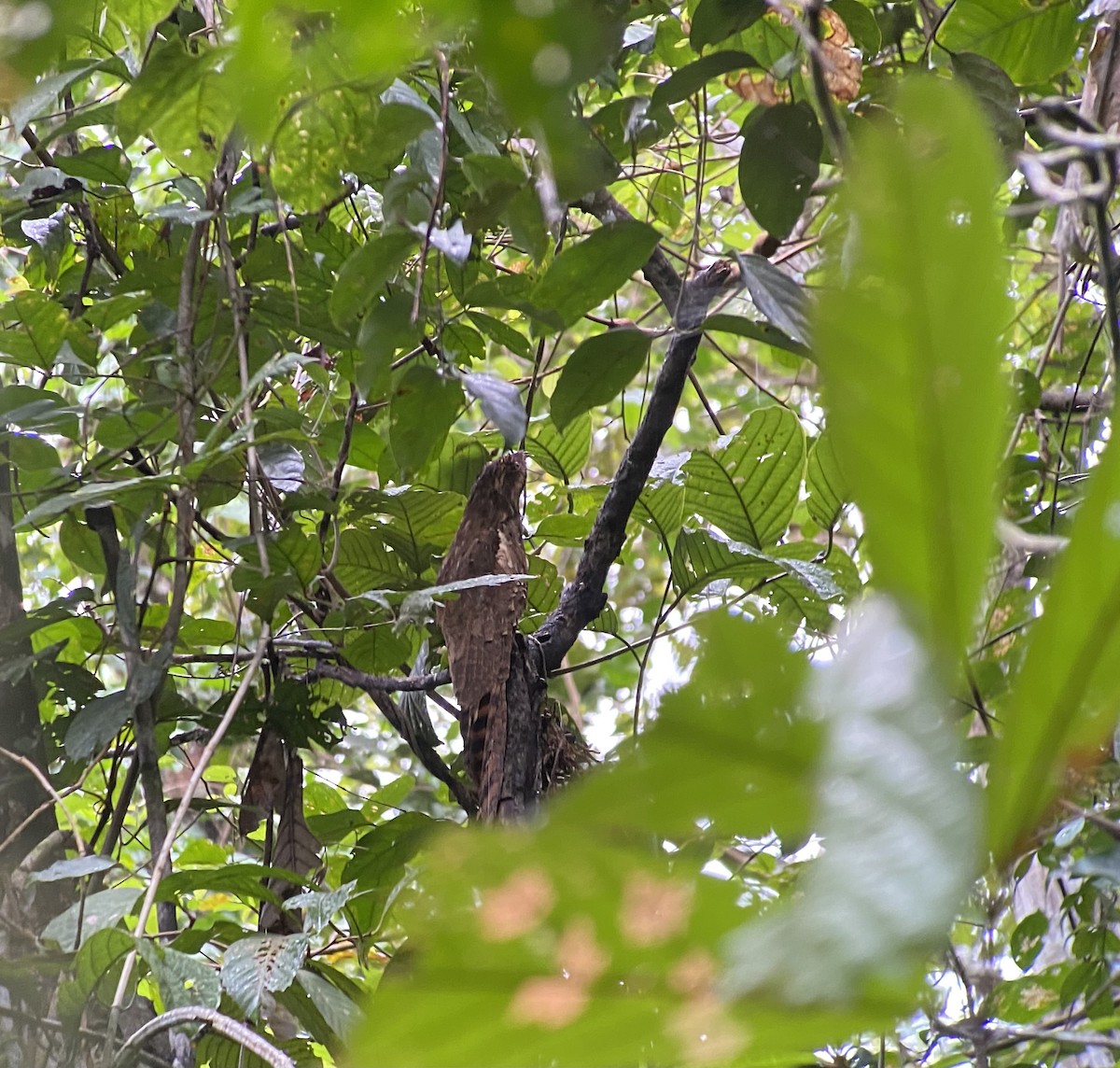 Длиннохвостый уратао - ML646269985