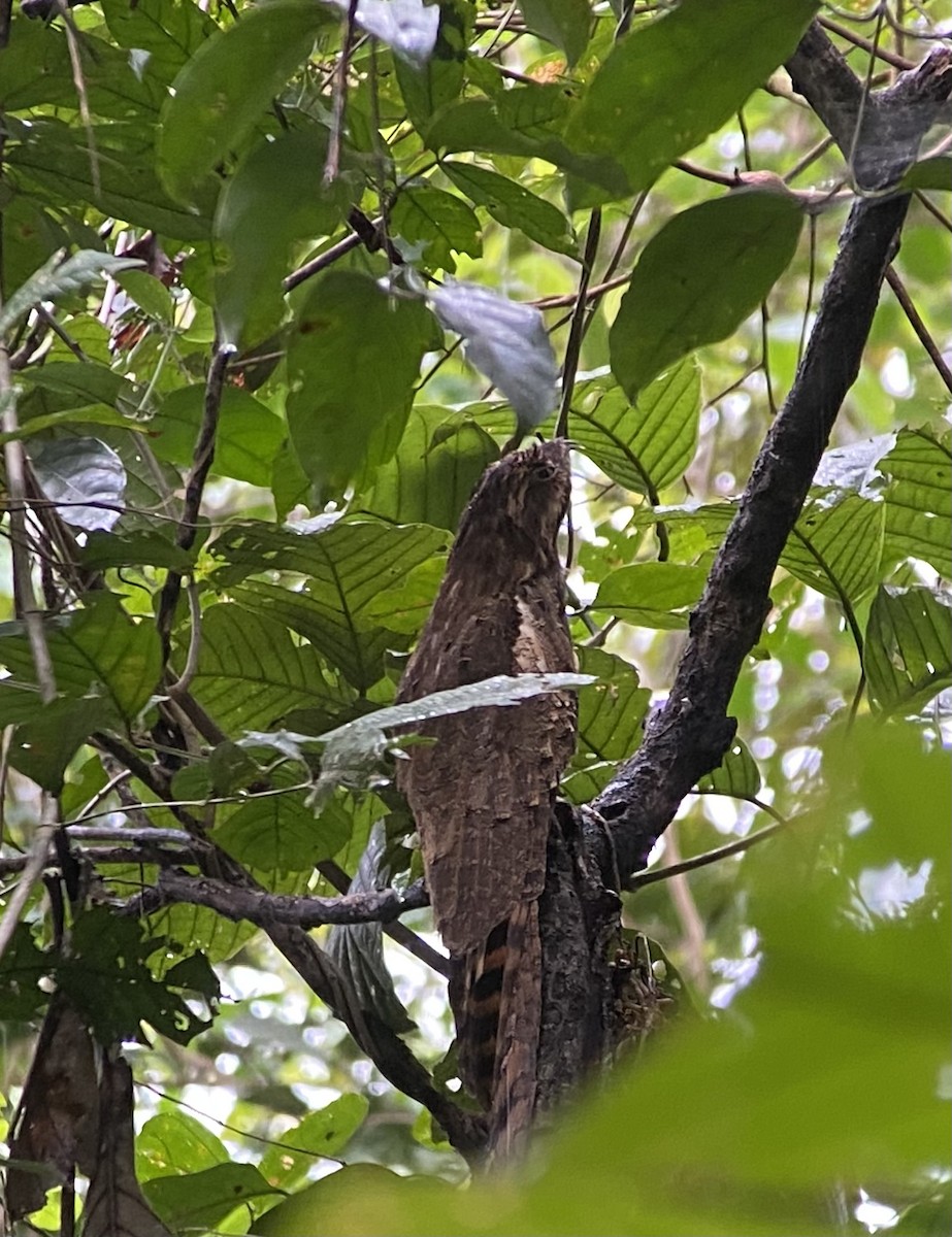 Длиннохвостый уратао - ML646269986