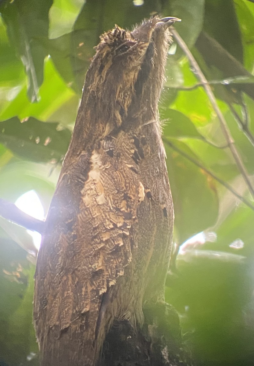 Длиннохвостый уратао - ML646269987