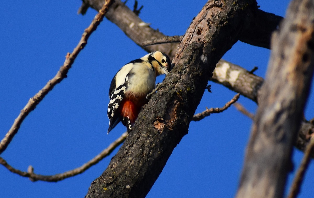 Great Spotted Woodpecker (japonicus) - ML646269990