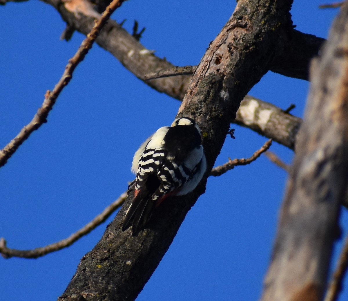 Great Spotted Woodpecker (japonicus) - ML646269991