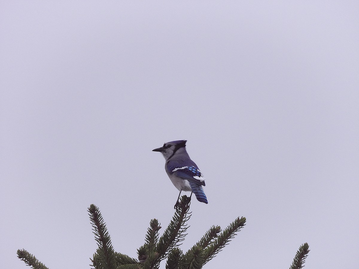 Blue Jay - ML646269992