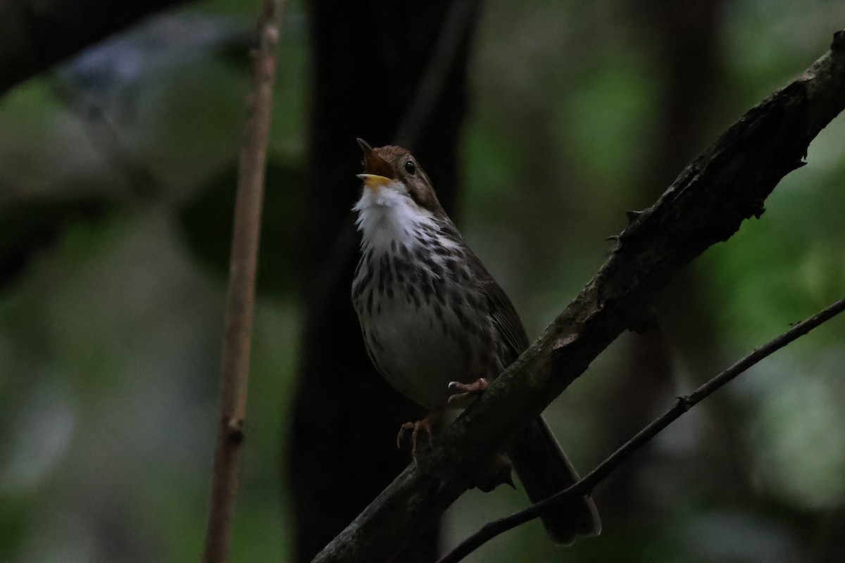 ムナフジチメドリ - ML646269994