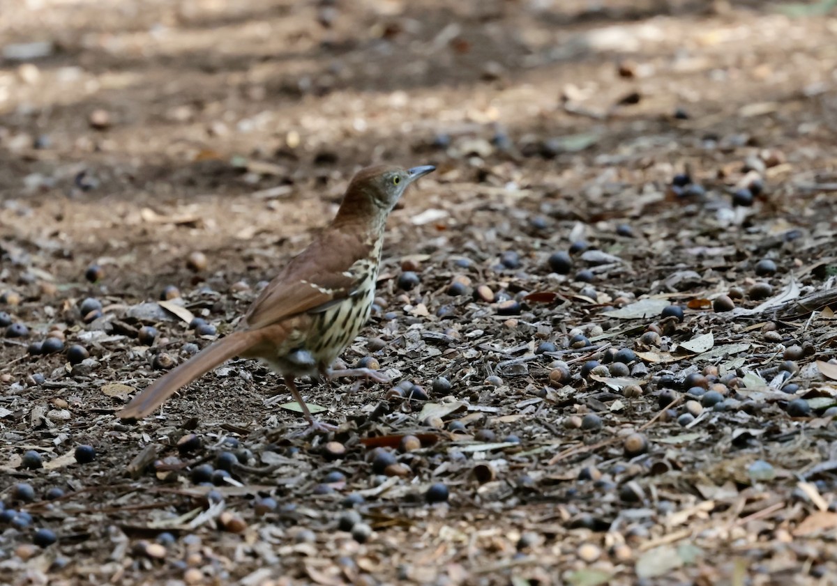 Brown Thrasher - ML646270003