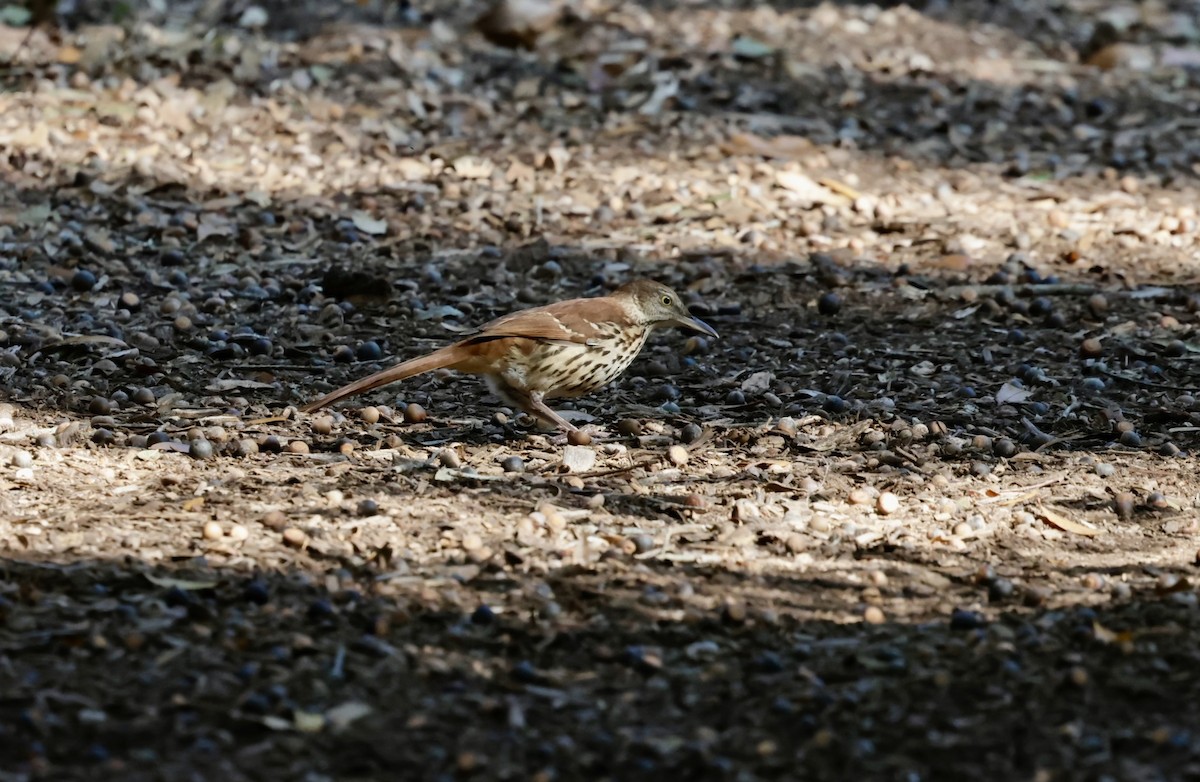 Brown Thrasher - ML646270004