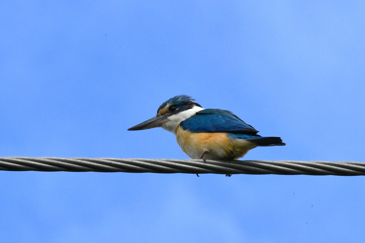 Sacred Kingfisher - ML646270016