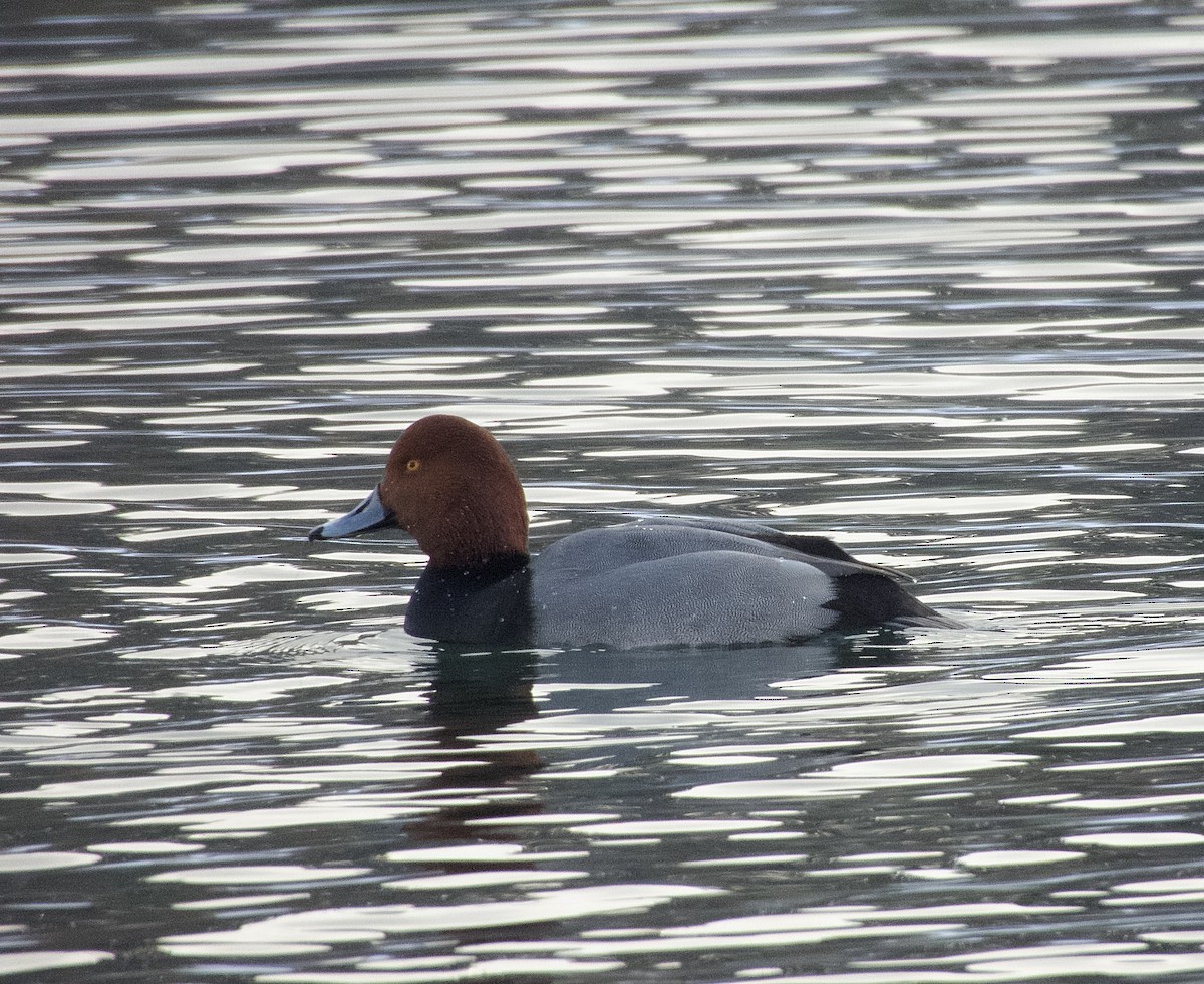 Redhead - ML646270017