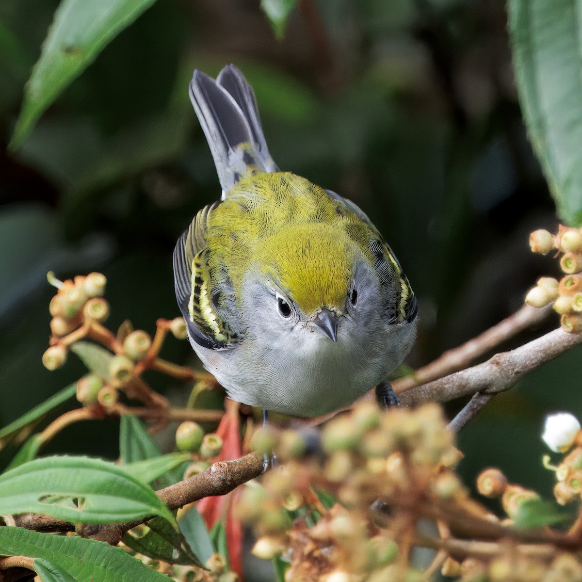 Chestnut-sided Warbler - ML646270018