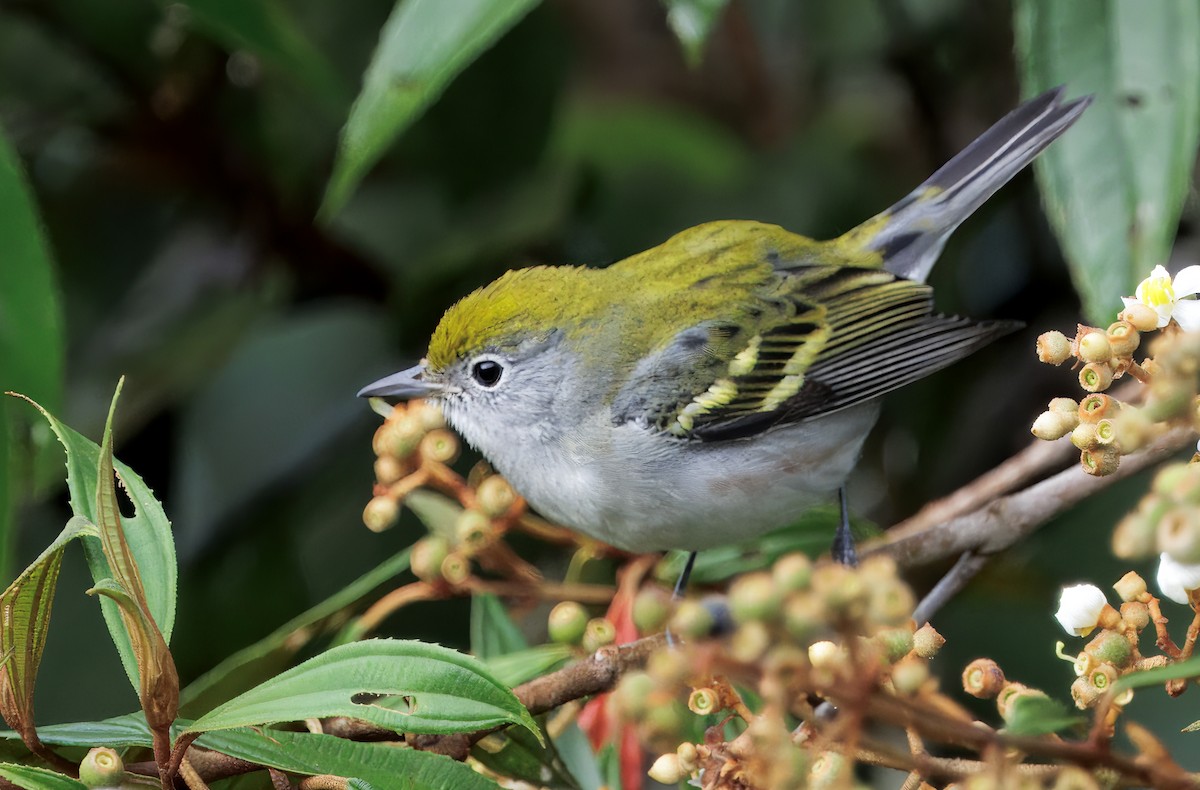 Chestnut-sided Warbler - ML646270019