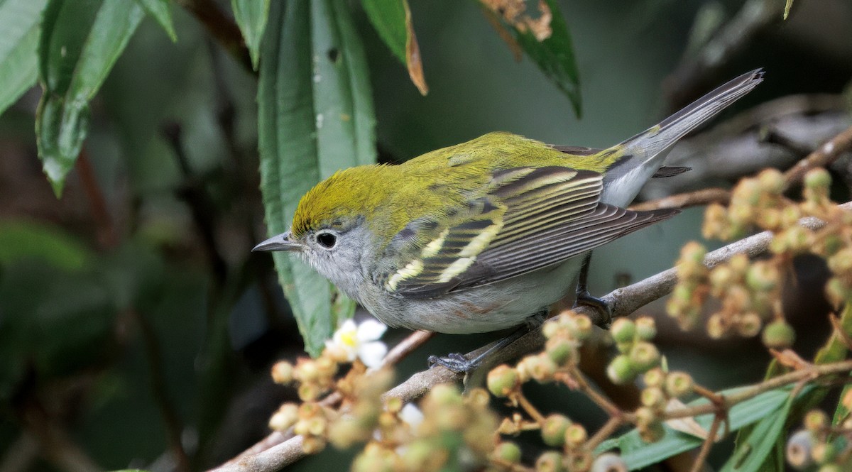 Chestnut-sided Warbler - ML646270020