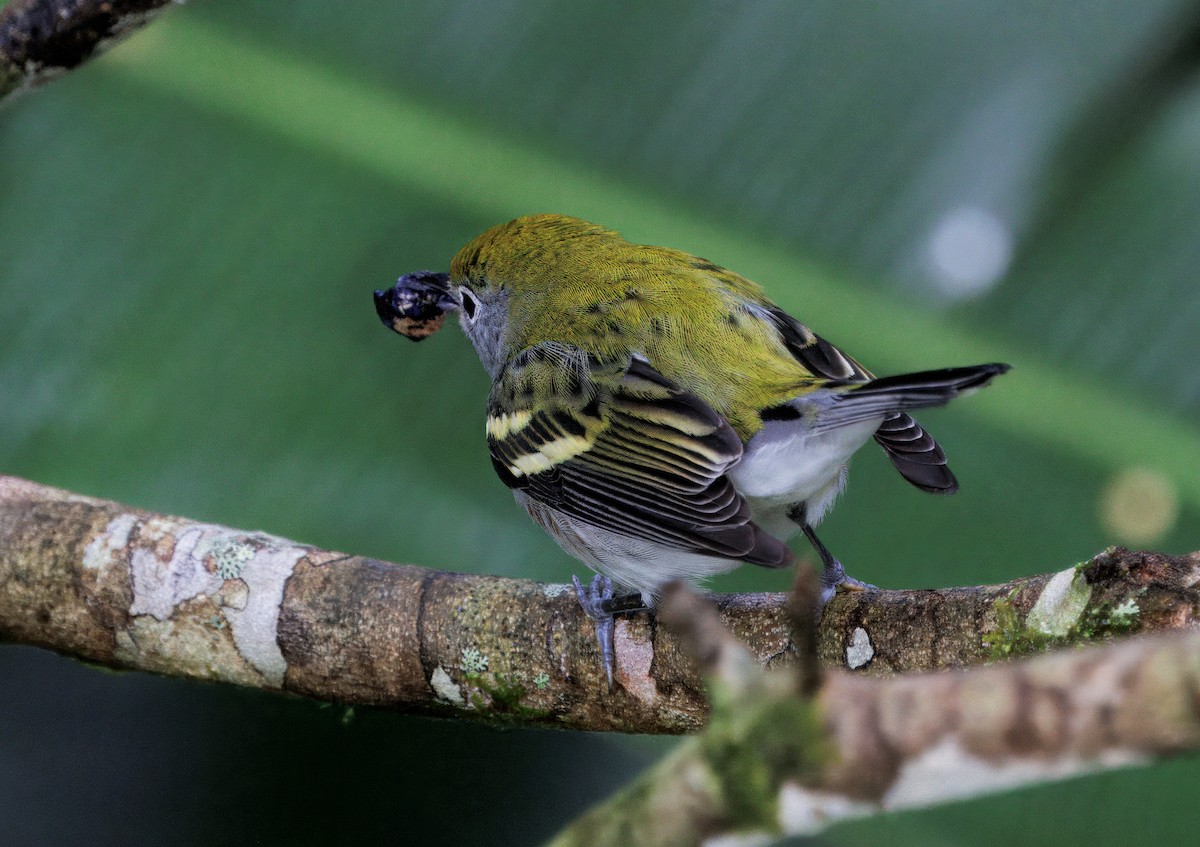 Chestnut-sided Warbler - ML646270021