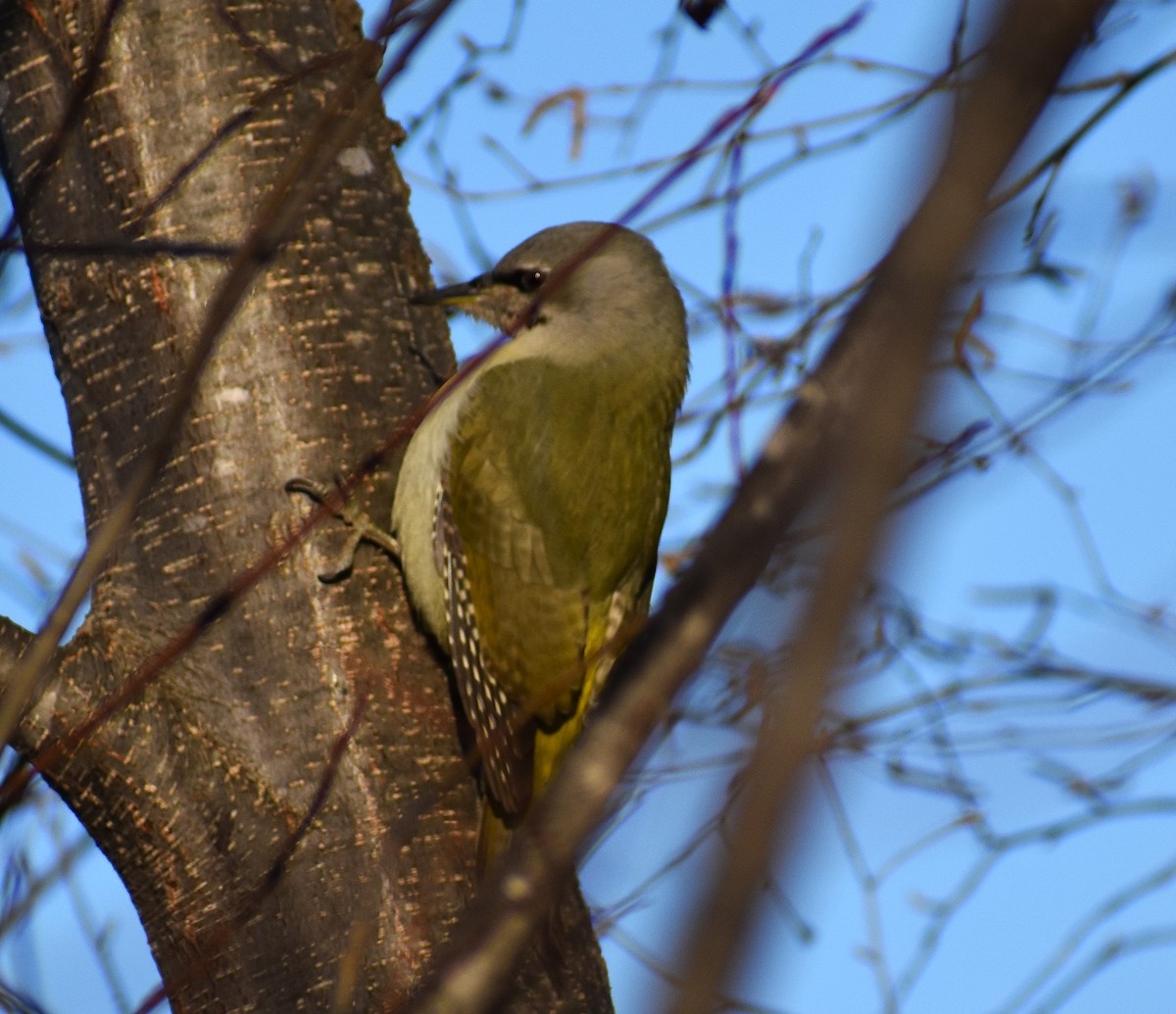Gray-headed Woodpecker (Gray-headed) - ML646270022