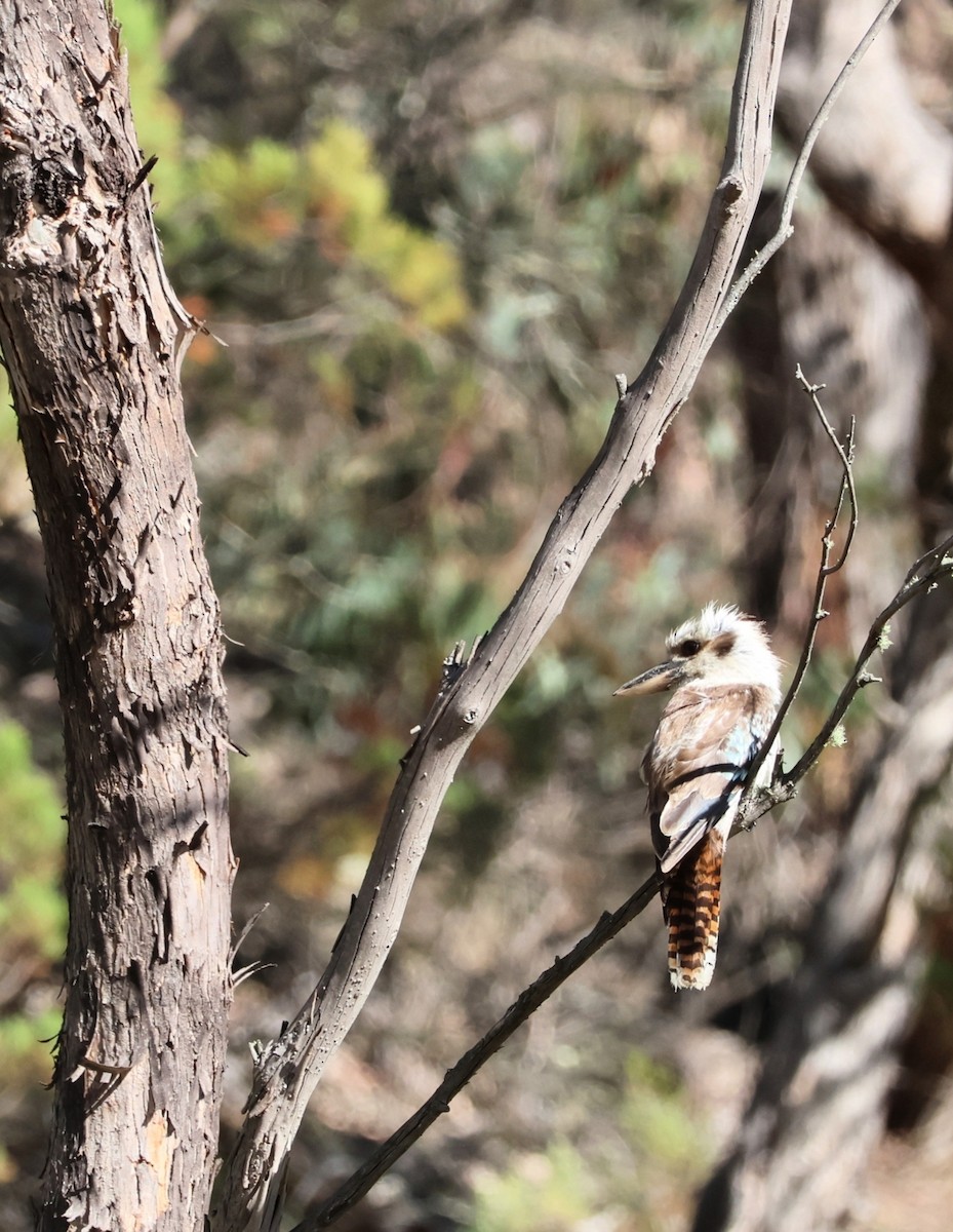 Laughing Kookaburra - ML646270023
