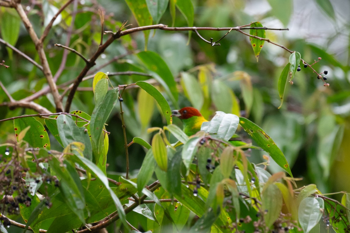 Rufous-winged Tanager - ML646270024