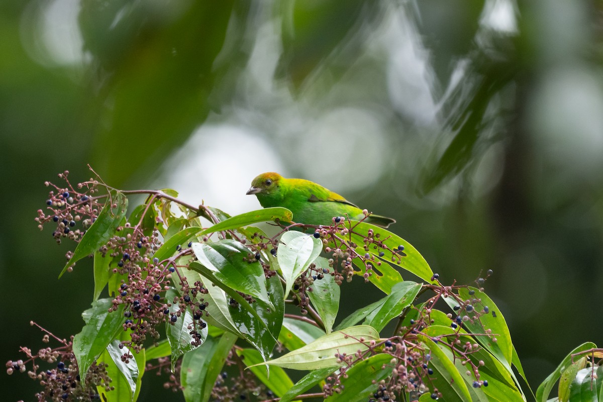 Rufous-winged Tanager - ML646270025