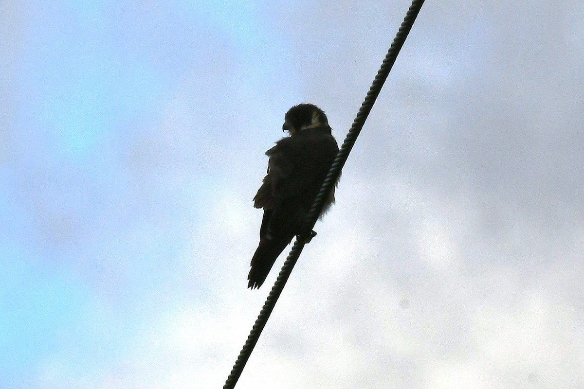 Australian Hobby - ML646270026