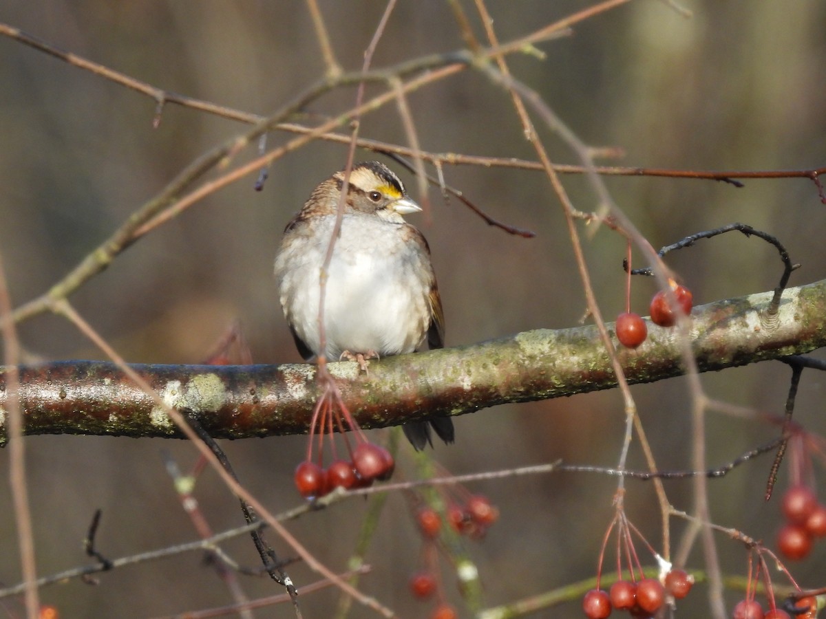 White-throated Sparrow - ML646270027