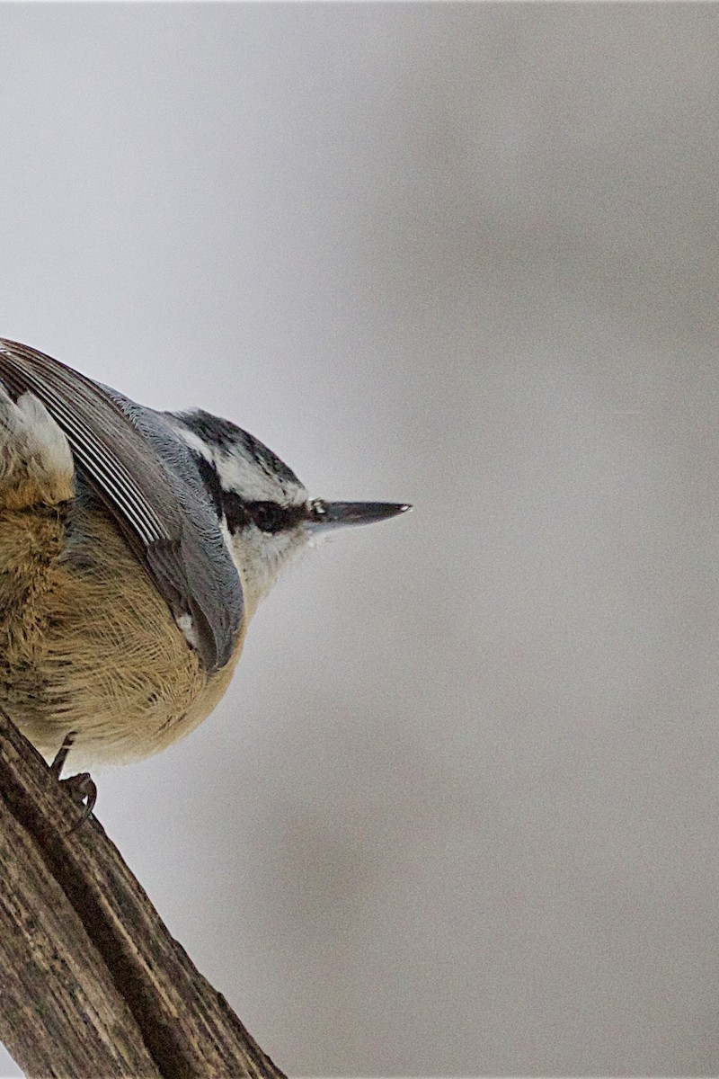 Red-breasted Nuthatch - ML646270028