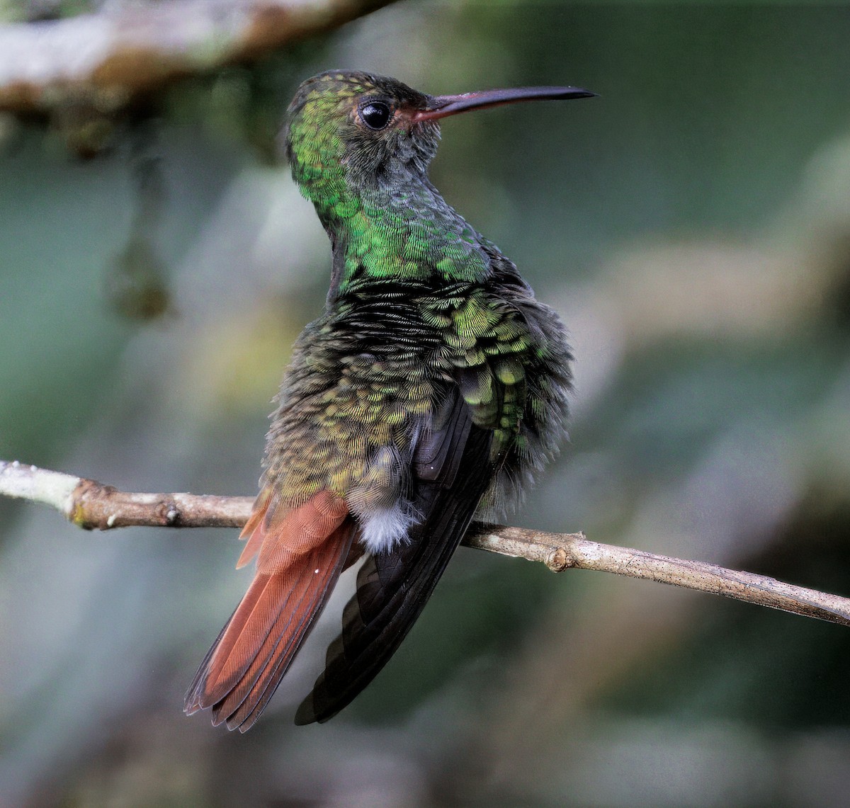 Rufous-tailed Hummingbird - ML646270029