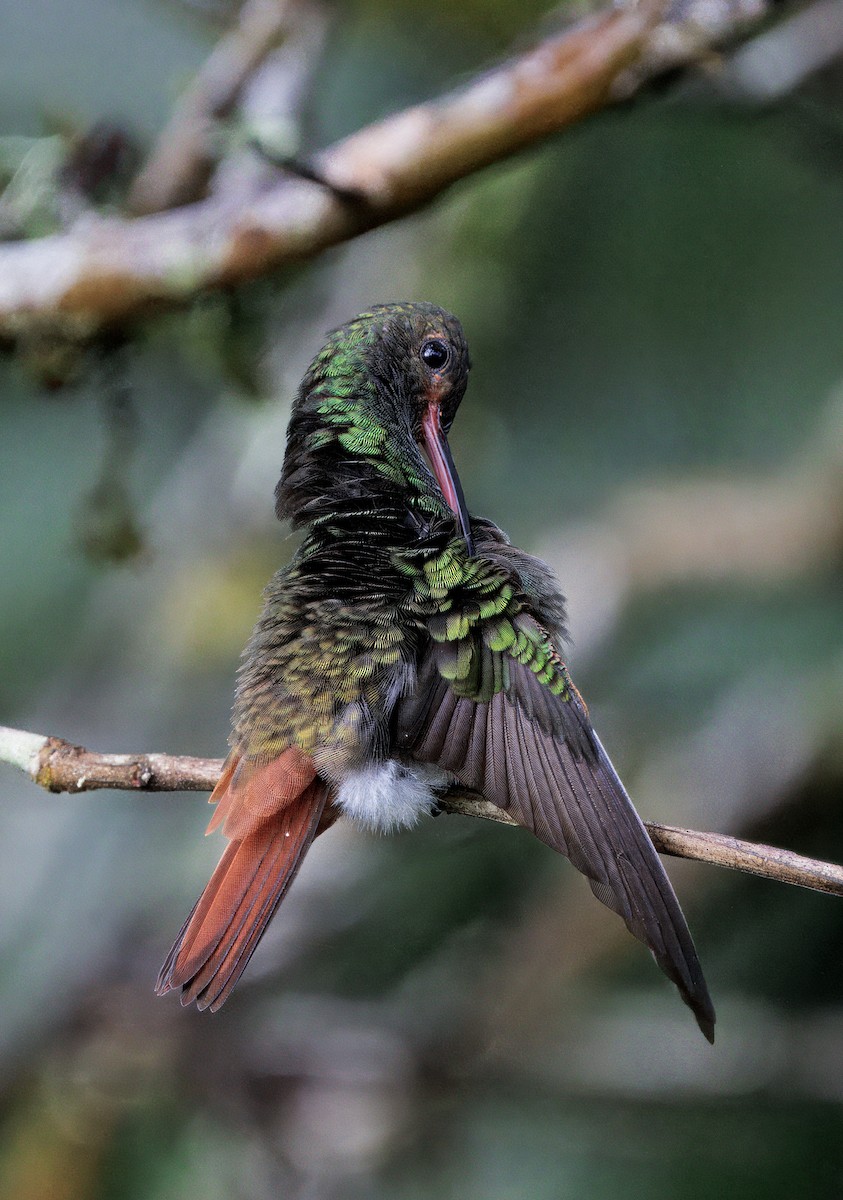 Rufous-tailed Hummingbird - ML646270030