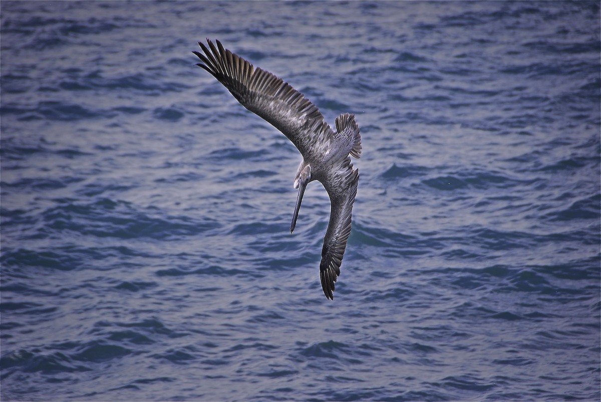 Brown Pelican - ML646270031
