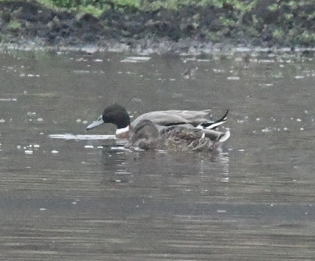 Mallard x Northern Pintail (hybrid) - ML646270032