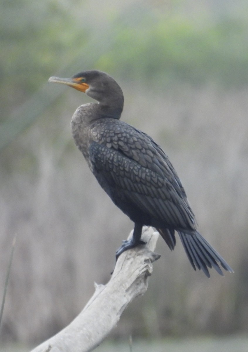 Double-crested Cormorant - ML646270033