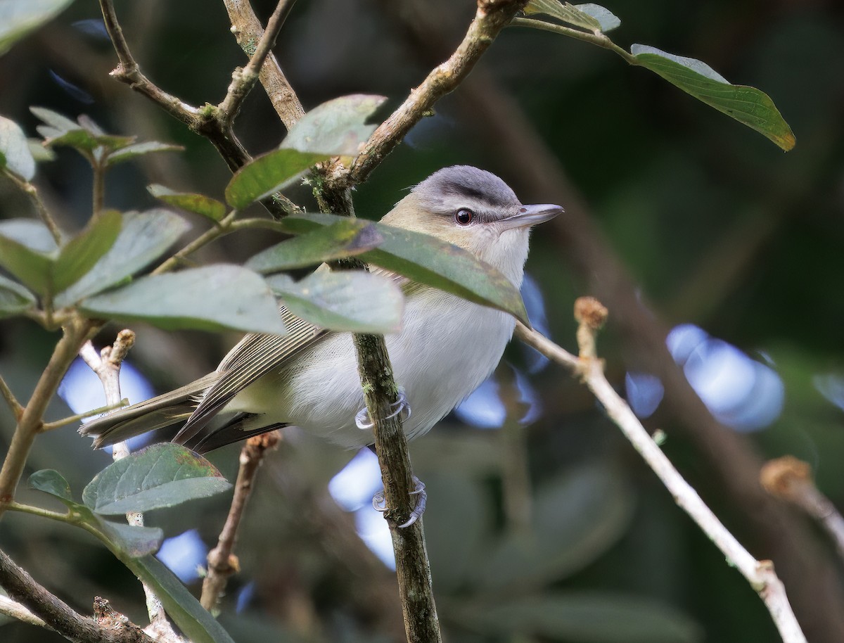 Red-eyed Vireo - ML646270035
